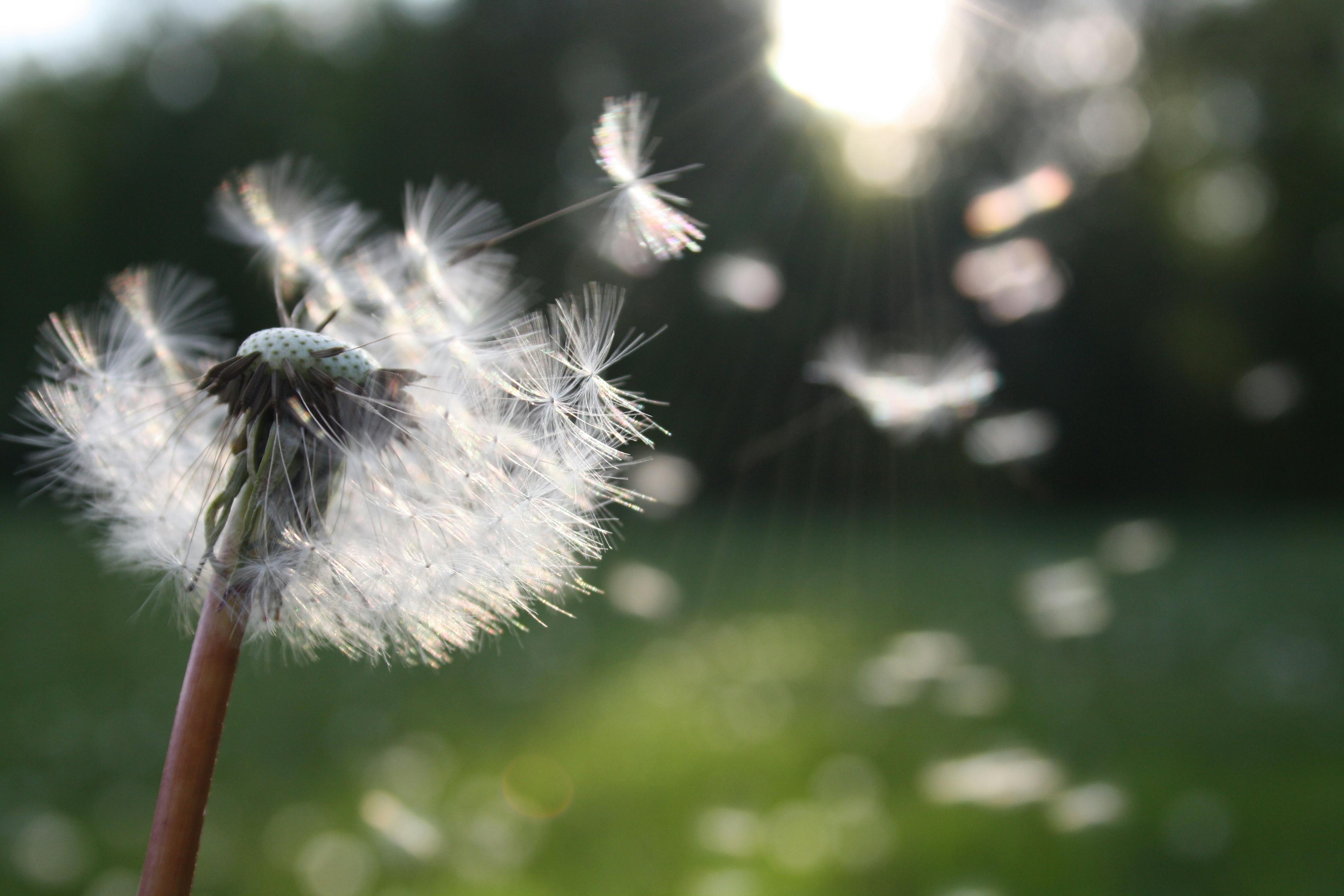 A soft close-up of wildflower seeds in soft sunlight — symbolic of potential, gentleness, and beginnings.